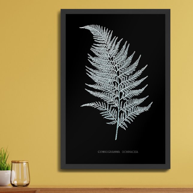 Fern - Gymnogramma Ochracea - X-ray effect - 02 Canvas Print (Creator Uploaded)