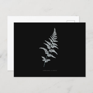 Fern - Gymnogramma Sulphurea - X-ray effect - 03 Postcard