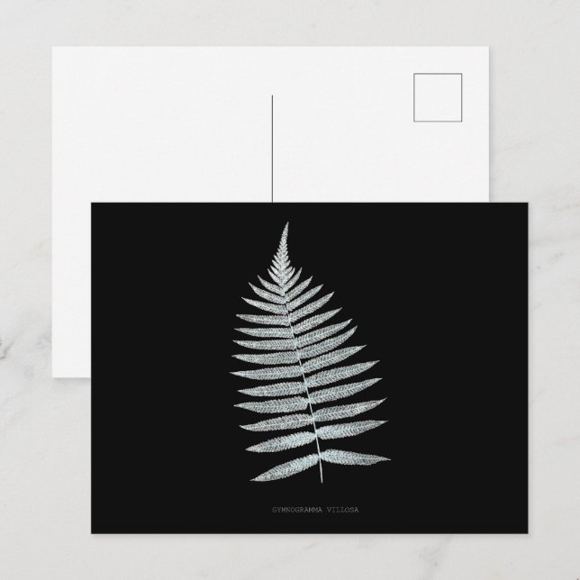 Fern - Gymnogramma Villosa - X-ray effect - 06 Postcard (Front/Back)
