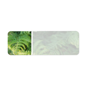 Fern Leaves.