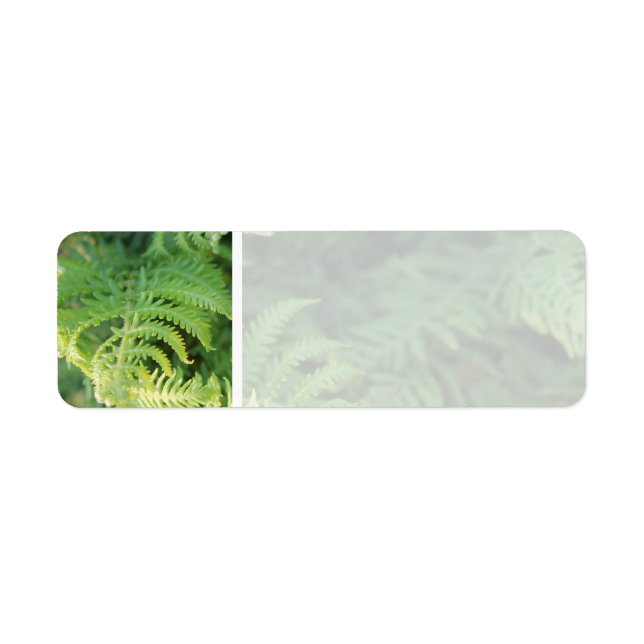 Fern Leaves. (Front)