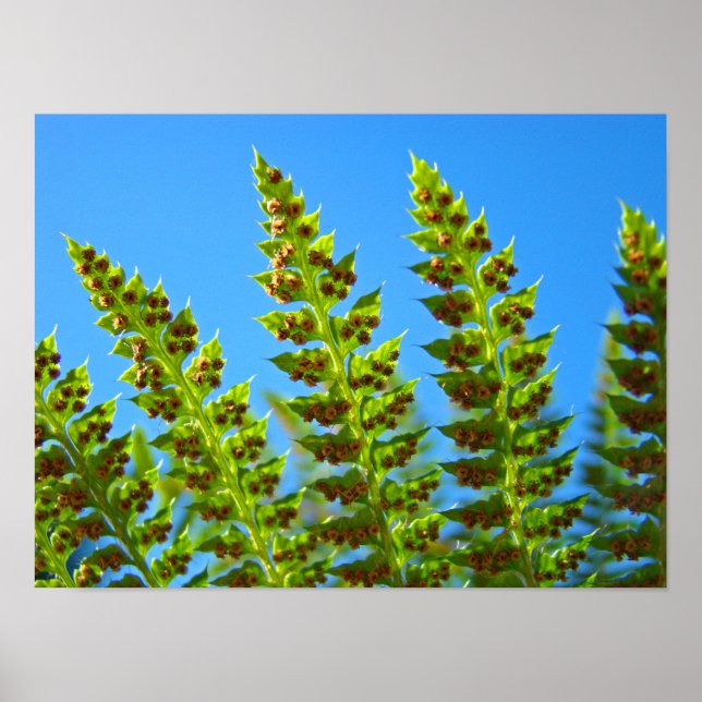 FERN Leaves art prints Framed artwork Green Ferns (Front)