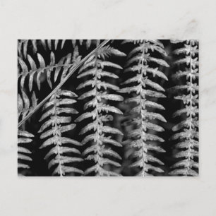 Fern Leaves - Black and White Photo Postcard