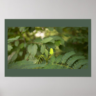 Fern Leaves Photo Poster