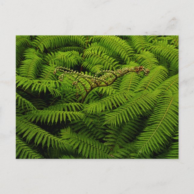 Fern Leaves Portrait Holiday Postcard (Front)