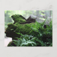 Fern & Moss