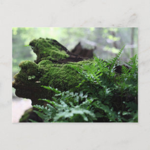 Fern & Moss Postcard
