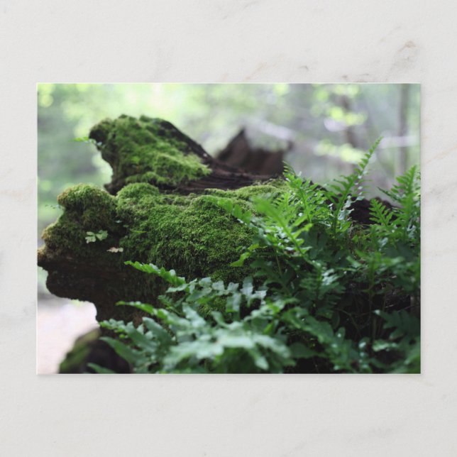 Fern & Moss Postcard (Front)