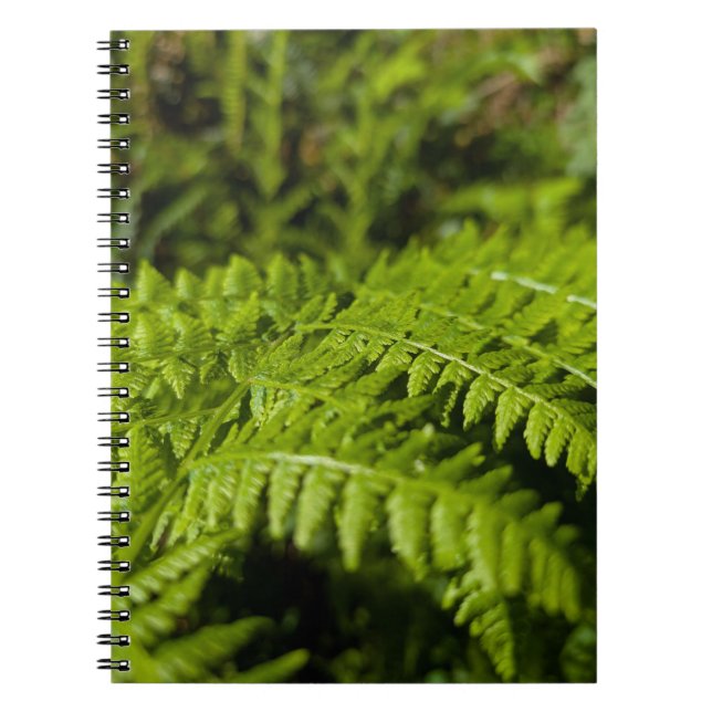 fern notebook (Front)