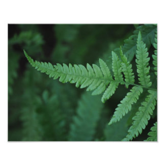 Fern Photo Print