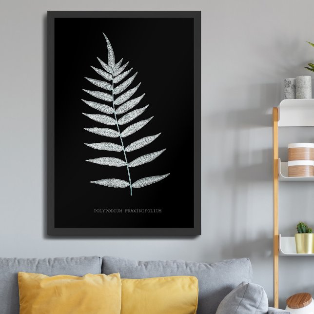 Fern - Polypodyum Fraxinifolium - X-ray effect -08 Poster (Creator Uploaded)