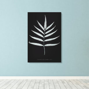 Fern - Polypodyum Grandidens - X-ray effect - 10 Canvas Print