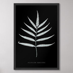 Fern - Polypodyum Grandidens - X-ray effect - 10 Photo Print