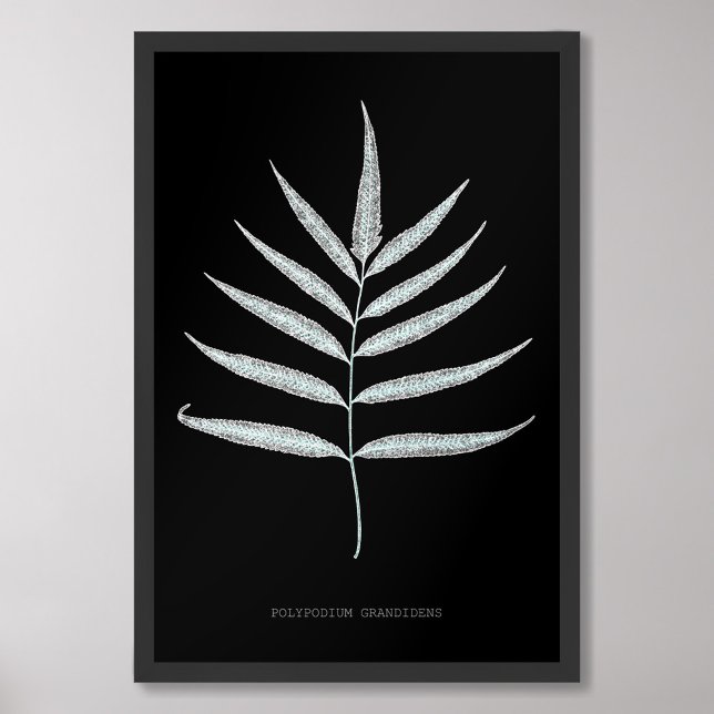 Fern - Polypodyum Grandidens - X-ray effect - 10 Photo Print (Creator Uploaded)