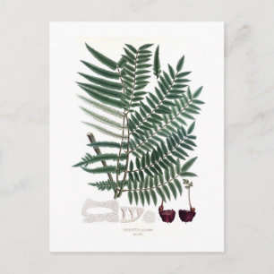 Fern Postcard