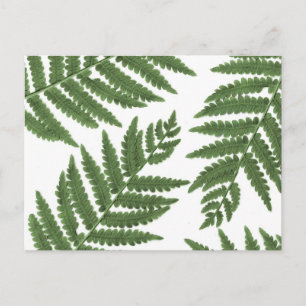 Fern Postcard