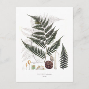 Fern Postcard