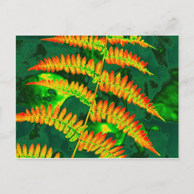 Fern Postcard (Front)