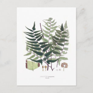 Fern Postcard
