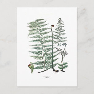 Fern Postcard