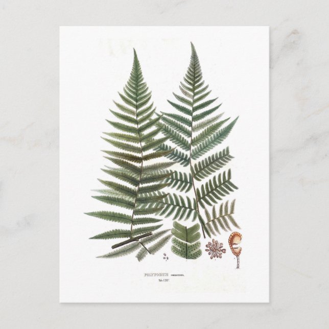 Fern Postcard (Front)