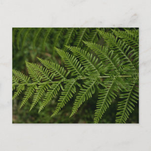 Fern Postcard