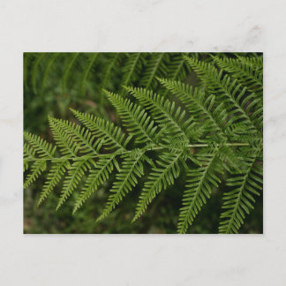 Fern Postcard