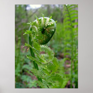 Fern Poster
