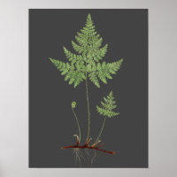 Fern,