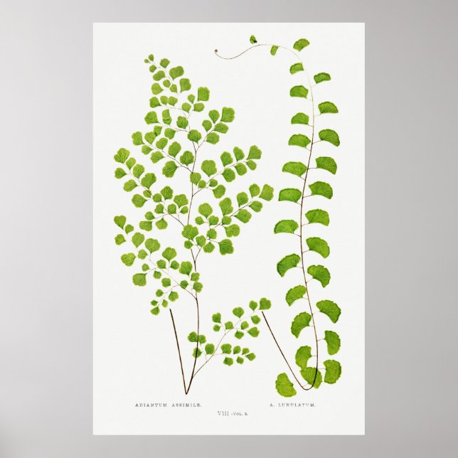 Fern Poster (Front)