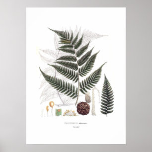 Fern Poster