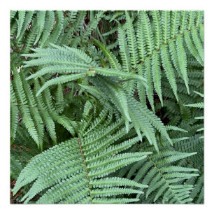Fern Poster Print