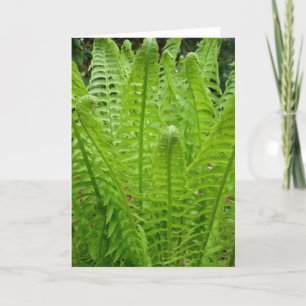 Fern Shoots Note Card