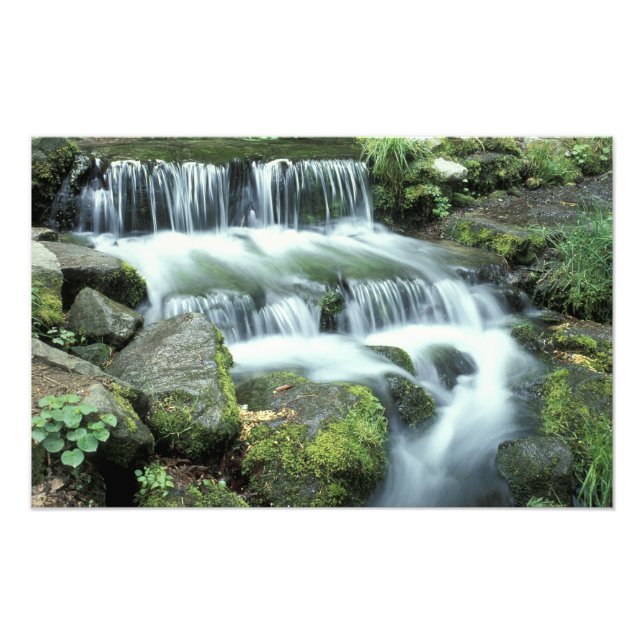 Fern Spring, Yosemite National Park Photo Print (Front)