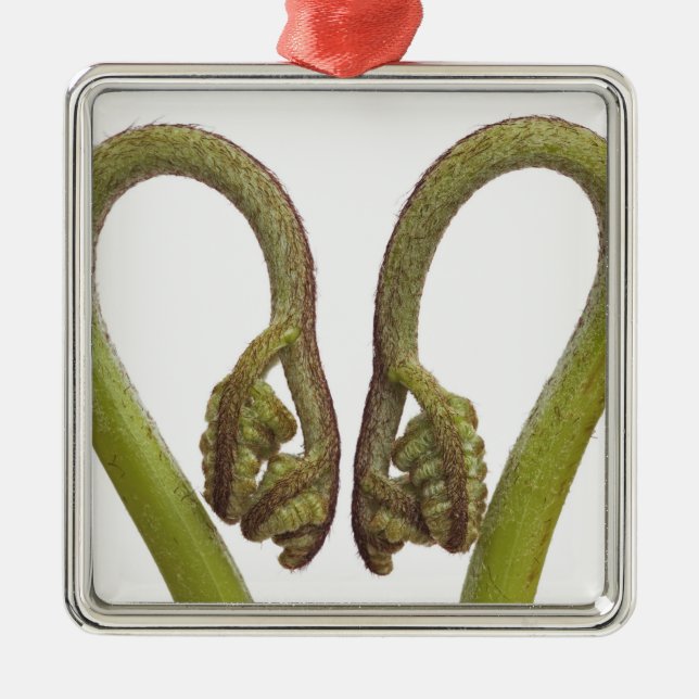 Fern sprouts 2 metal tree decoration (Front)