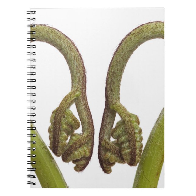 Fern sprouts 2 spiral notebook (Front)