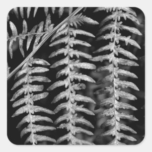 Fern Stickers