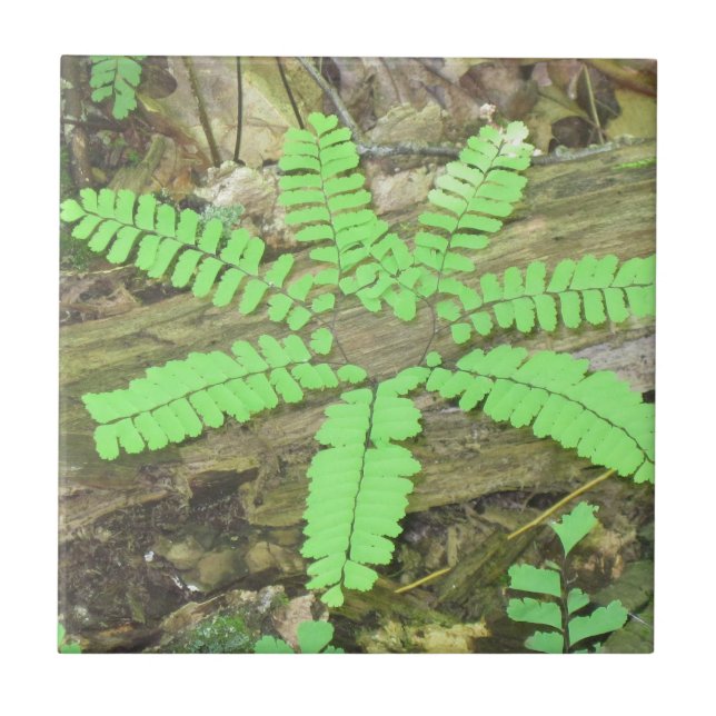 Fern Tile (Front)