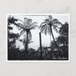 Fern Tree Forest, Nature, New Zealand  Postcard