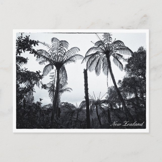 Fern Tree Forest, Nature, New Zealand  Postcard (Front)