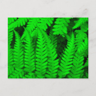 fern_tree postcard