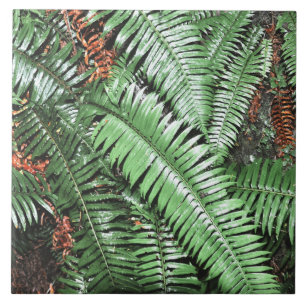 Fern Tropical Green Leaves Plant Woodland Foliage  Tile