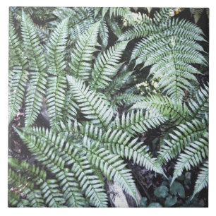 Fern Tropical Green Leaves Plant Woodland Foliage Tile