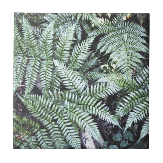 Fern Tropical Green Leaves Plant Woodland Foliage  Tile (Front)