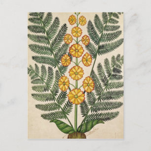 Fern with yellow flowers postcard