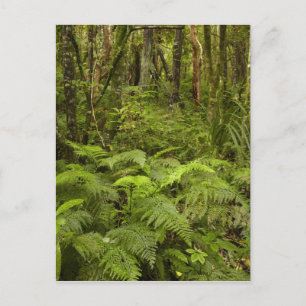 Ferns and native bush near Matai Falls, Catlins Postcard