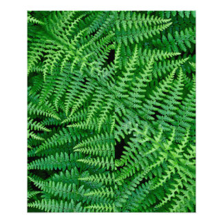 Ferns: Beauty in Nature: Photo Print