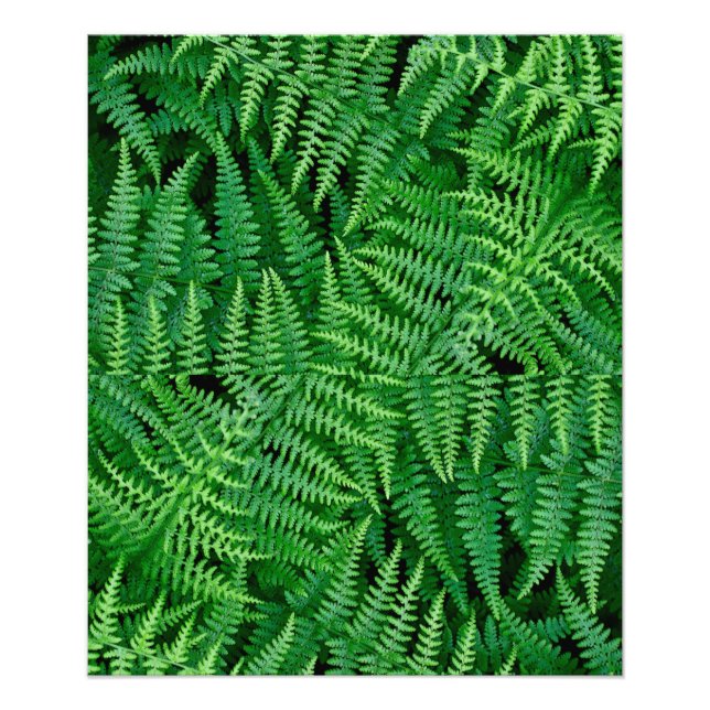 Ferns: Beauty in Nature: Photo Print (Front)