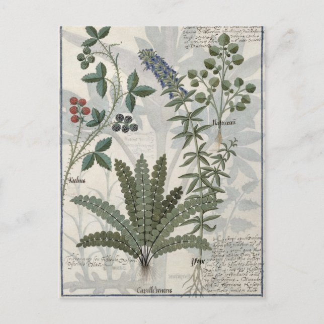 Ferns, Brambles and Flowers Postcard (Front)