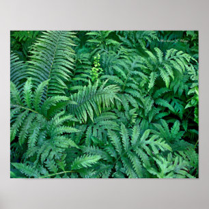 Ferns: Canvas--flat Poster